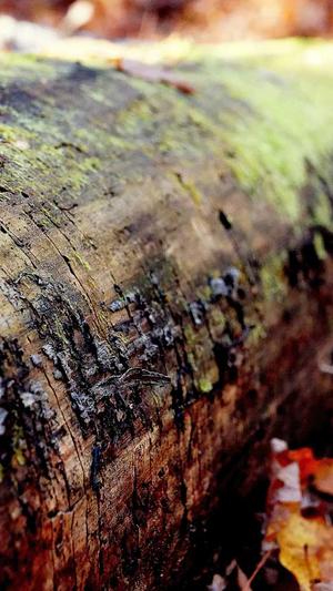 2022黑料不打烊截图4