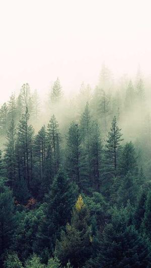 钓黑坑用什么料截图3