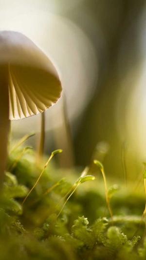 娱乐圈吃瓜爆料杨紫截图2