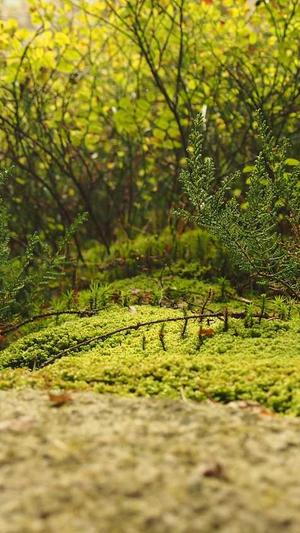 黑料不打烊 网址截图5