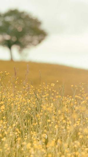 狗头萝莉黑料截图3